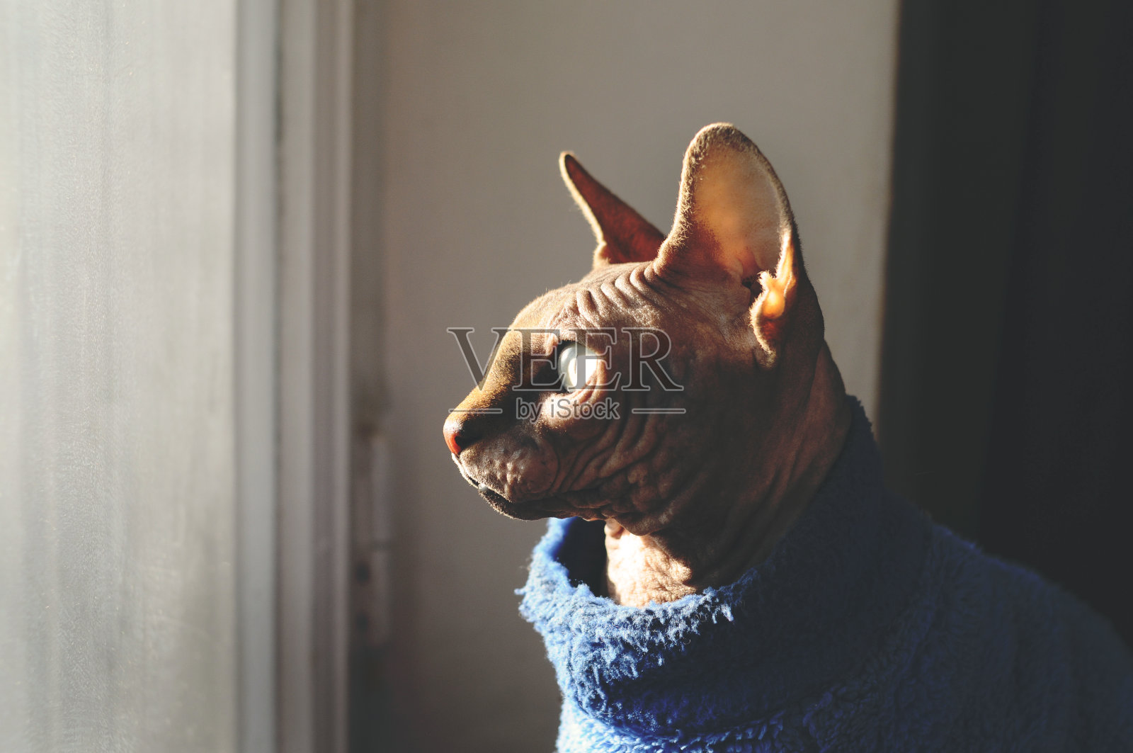 斯芬克斯猫看着窗户照片摄影图片