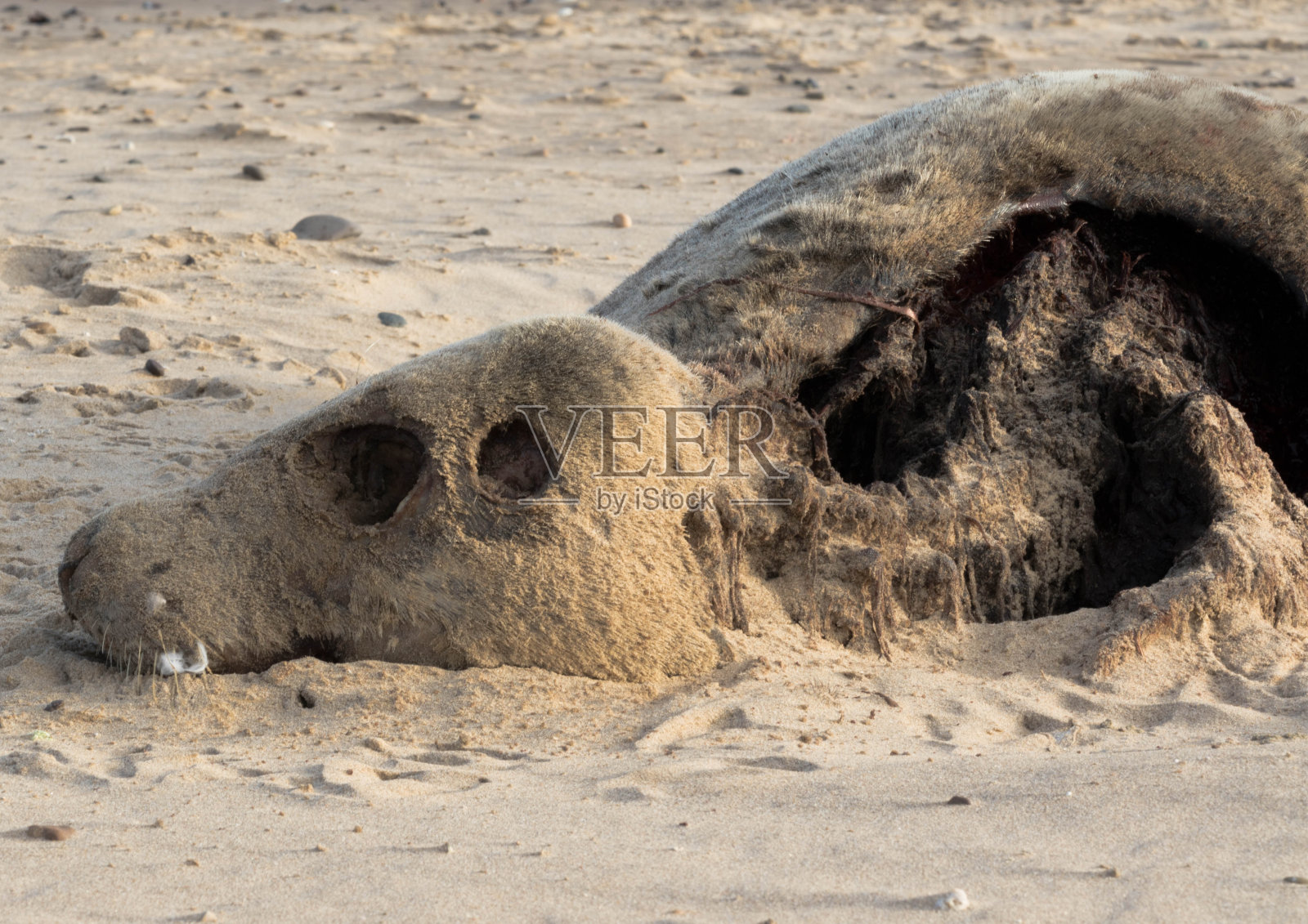 林肯郡海滩上死海豹照片摄影图片