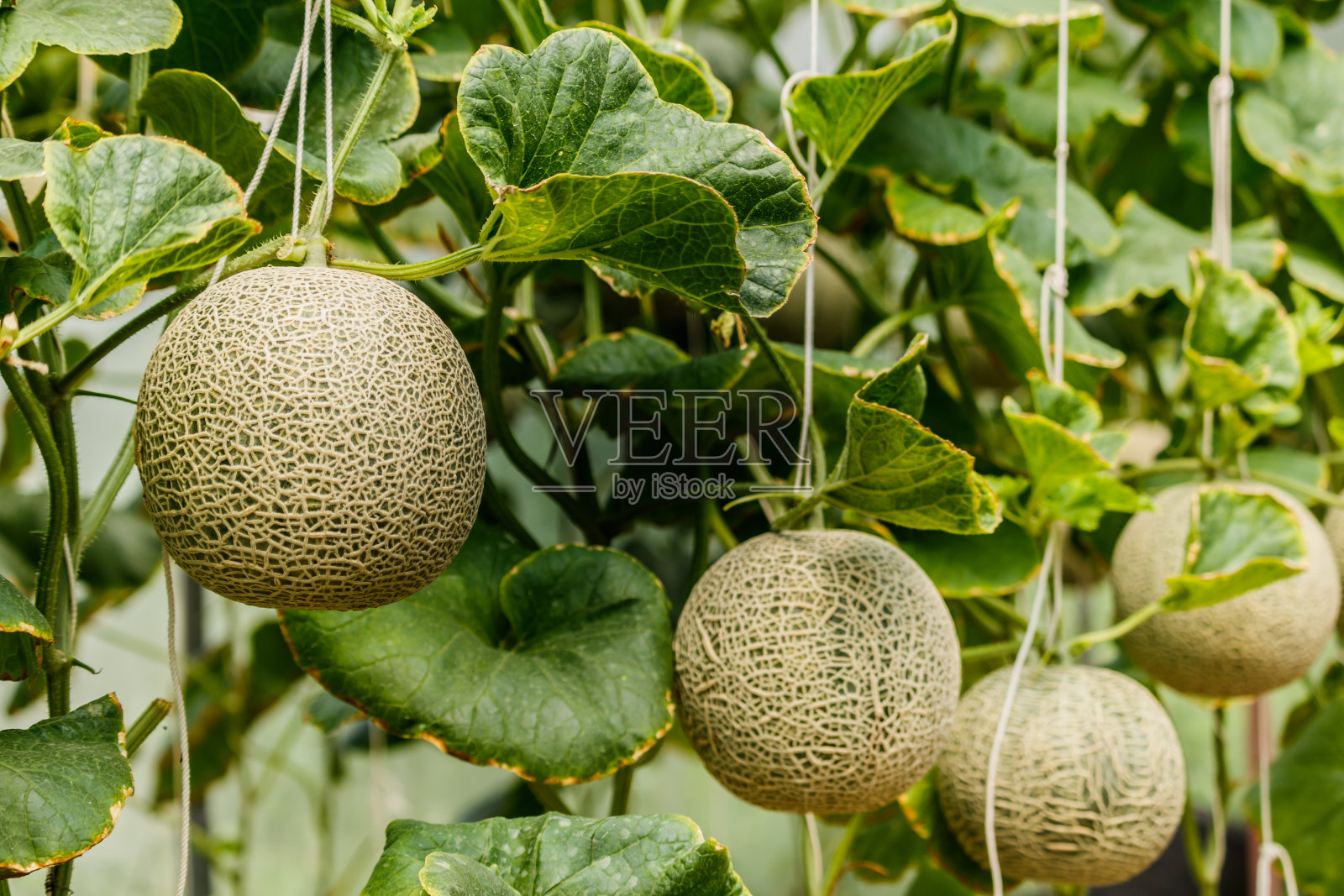 哈密瓜。树上的鲜瓜。有选择性的重点照片摄影图片