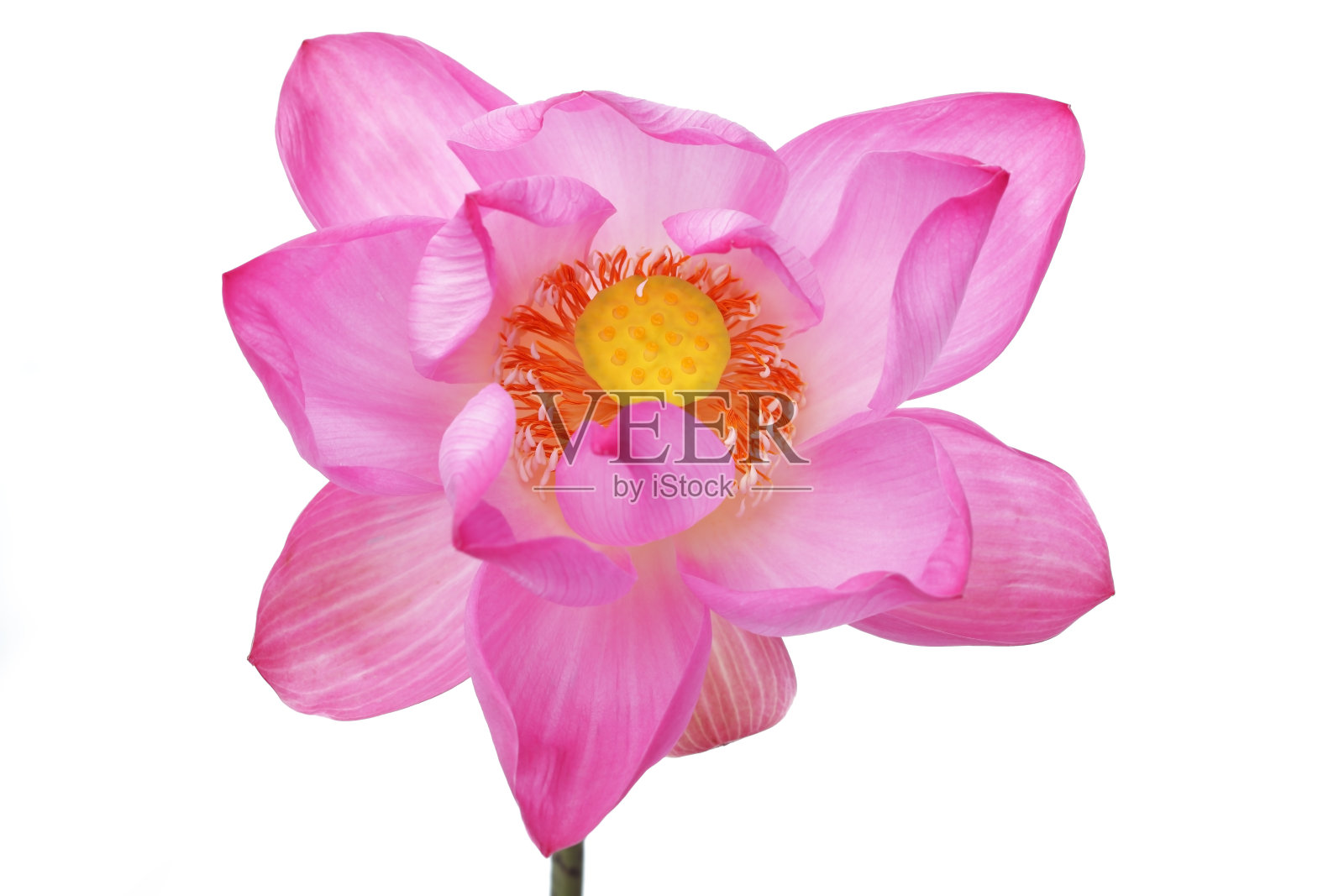 荷花孤立在白色背景上。照片摄影图片