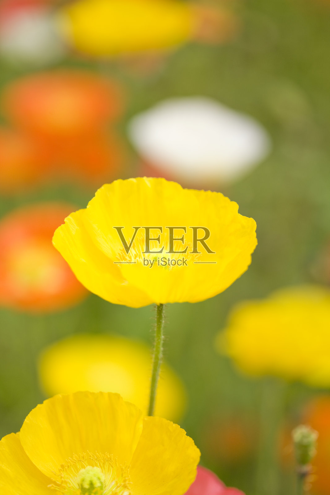 罂粟花特写照片摄影图片