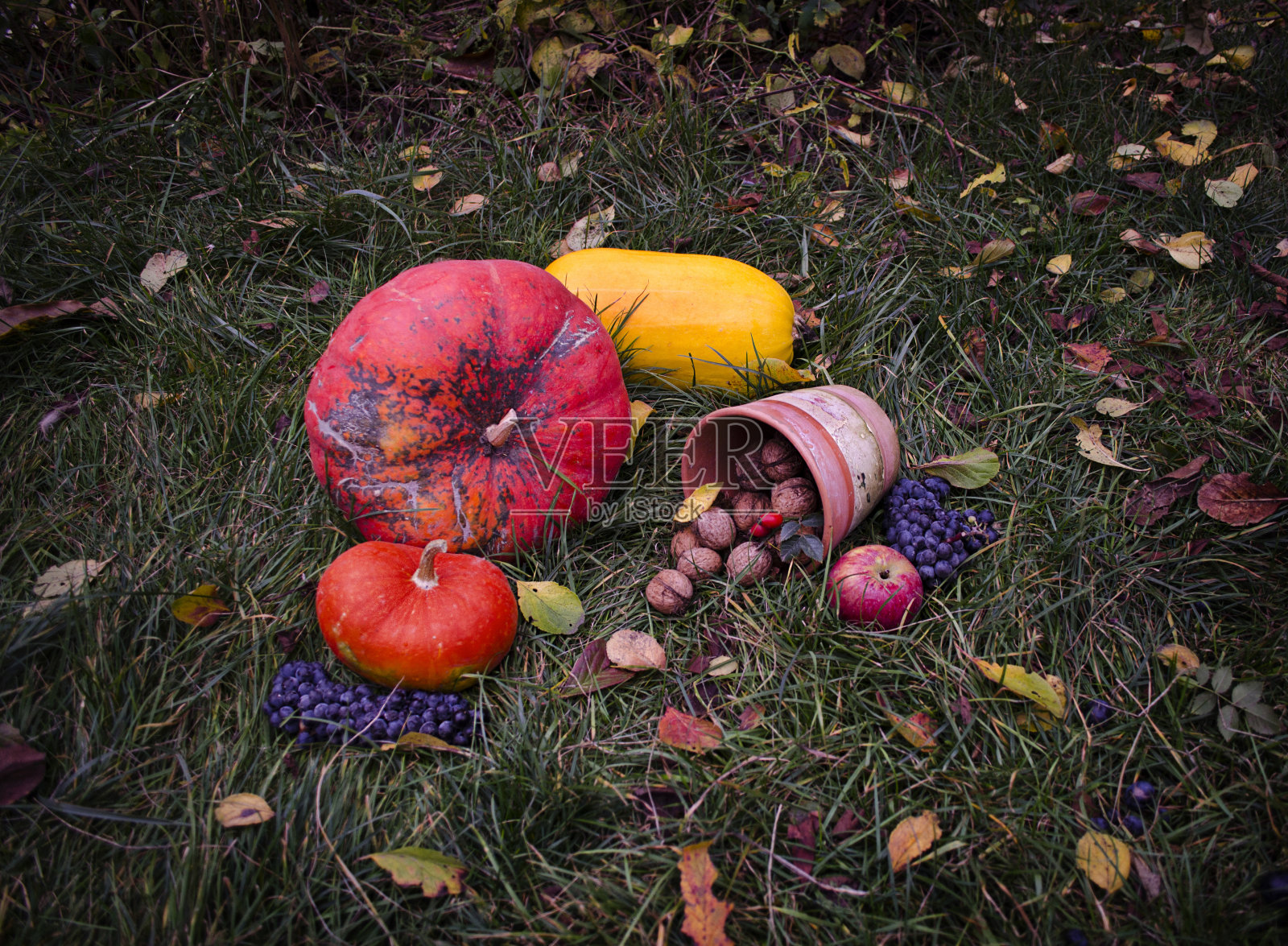 南瓜静物秋收万圣节在草地上照片摄影图片