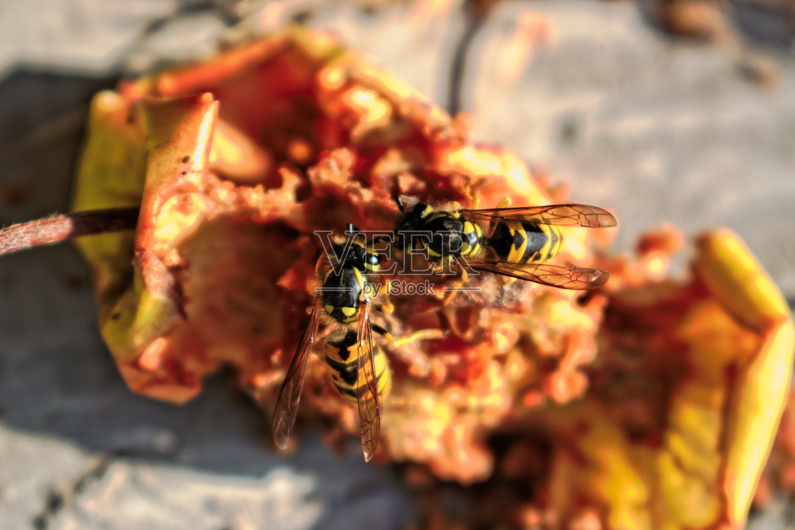 两只黄蜂在吃苹果核照片摄影图片