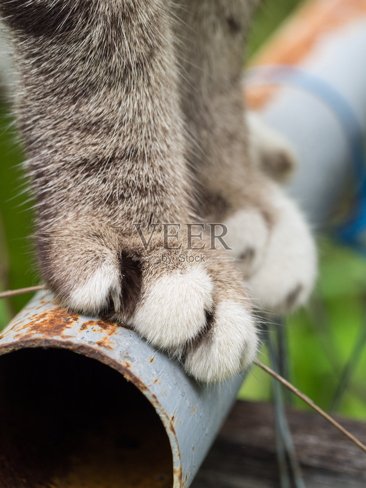 灰猫爪站立照片摄影图片
