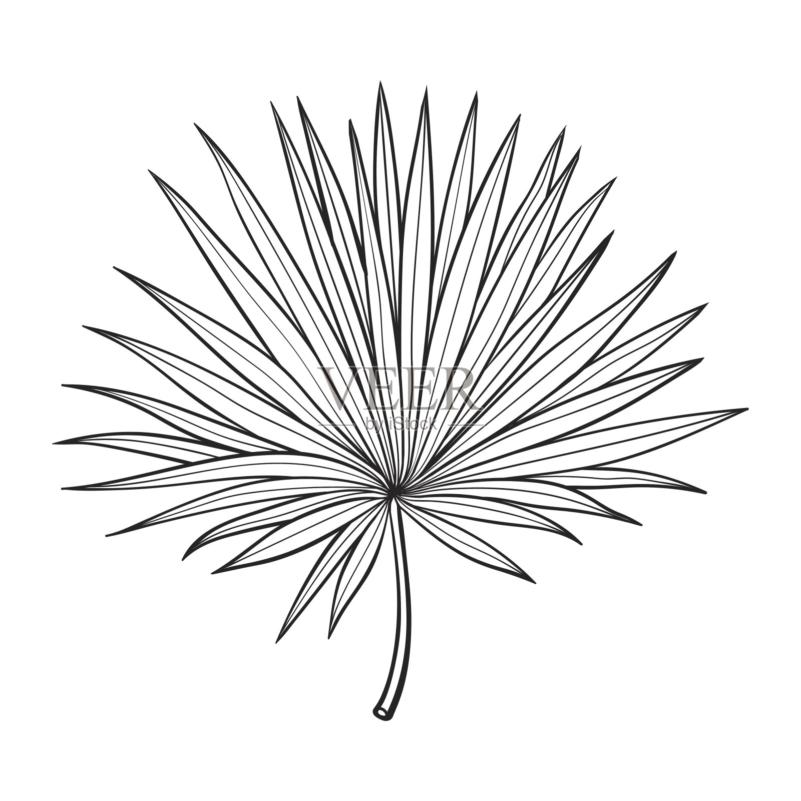 扇形棕榈叶，素描风格矢量插图设计元素图片