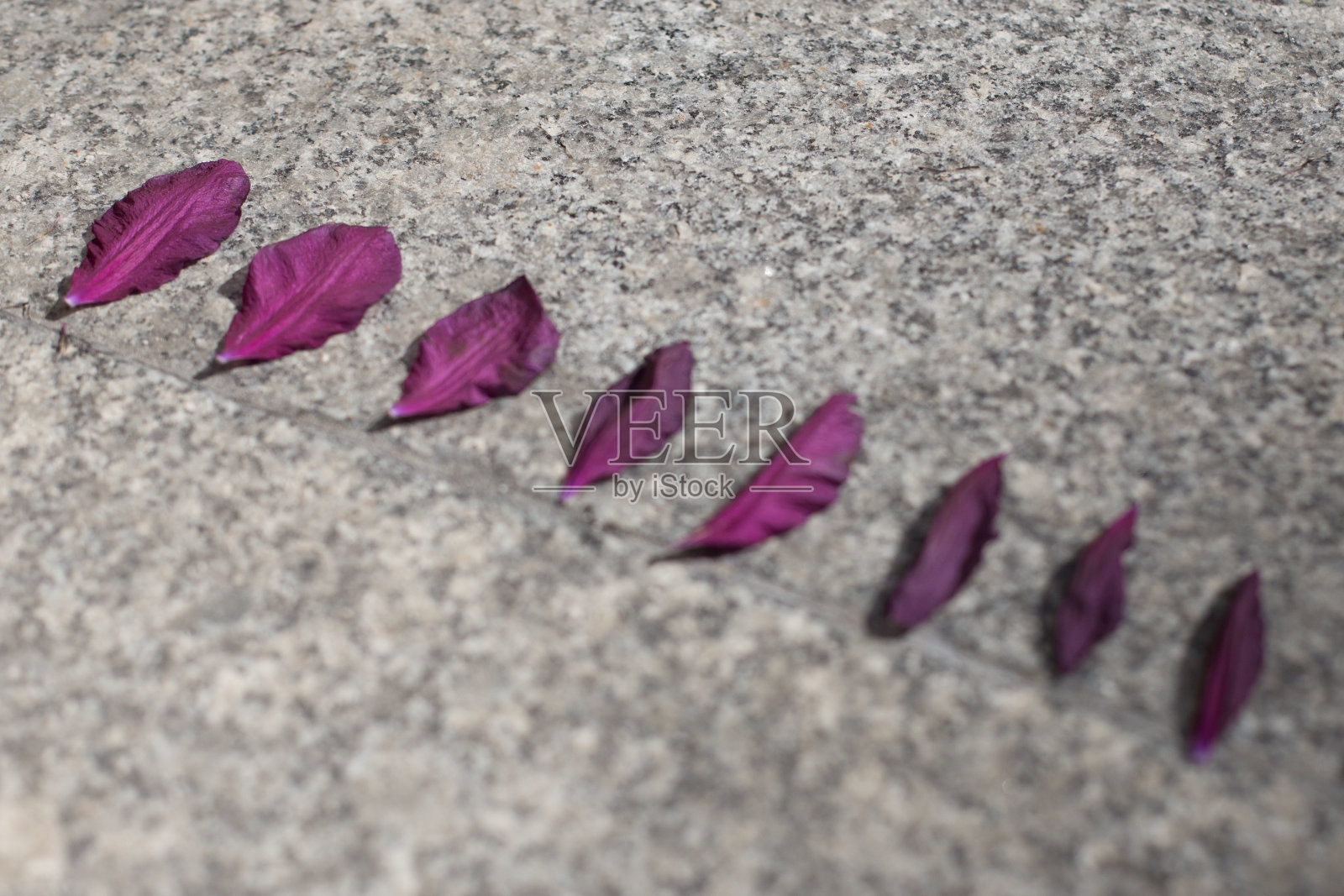 人行道上的紫色叶子照片摄影图片