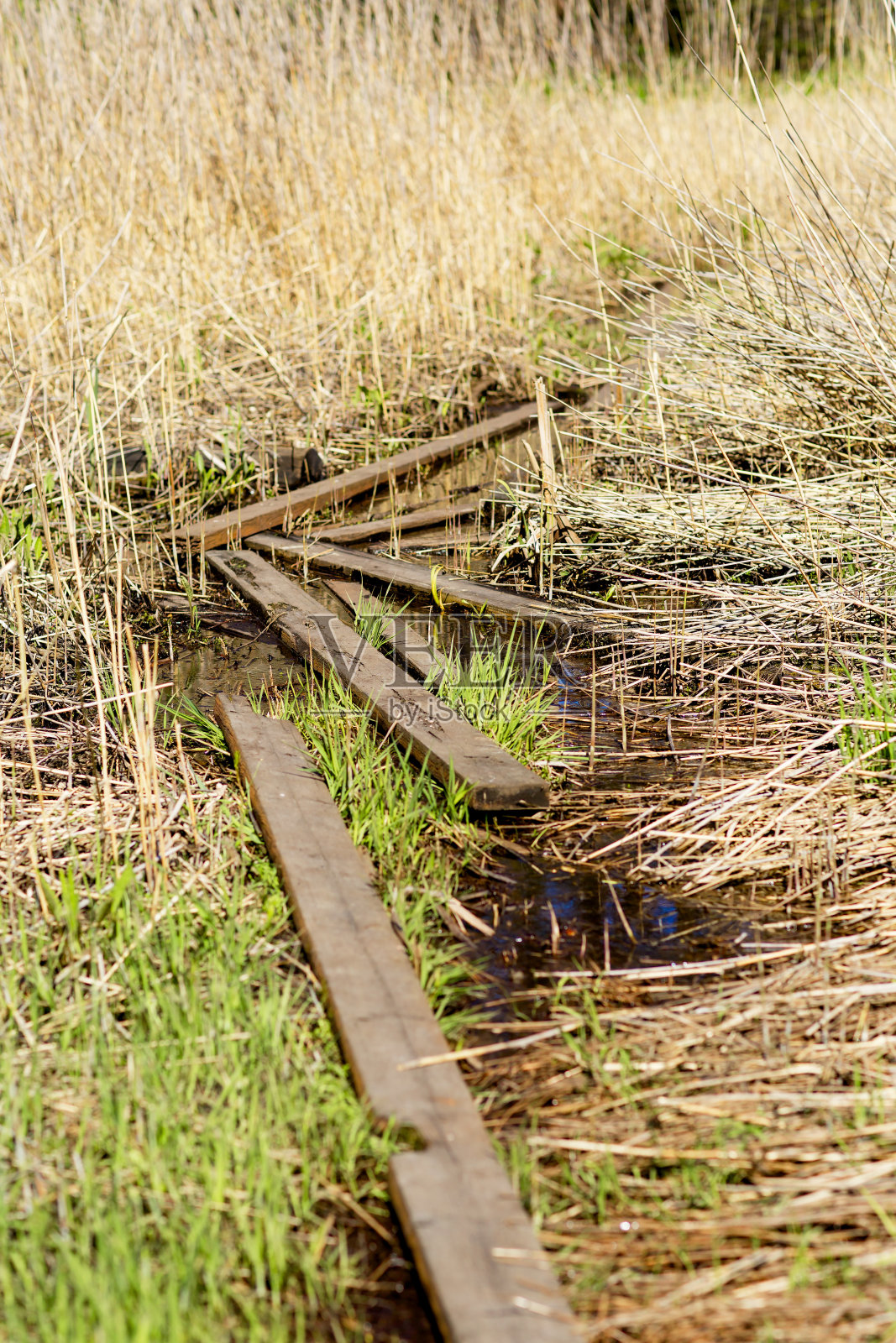 在沼泽的高草丛中行走的小路。照片摄影图片