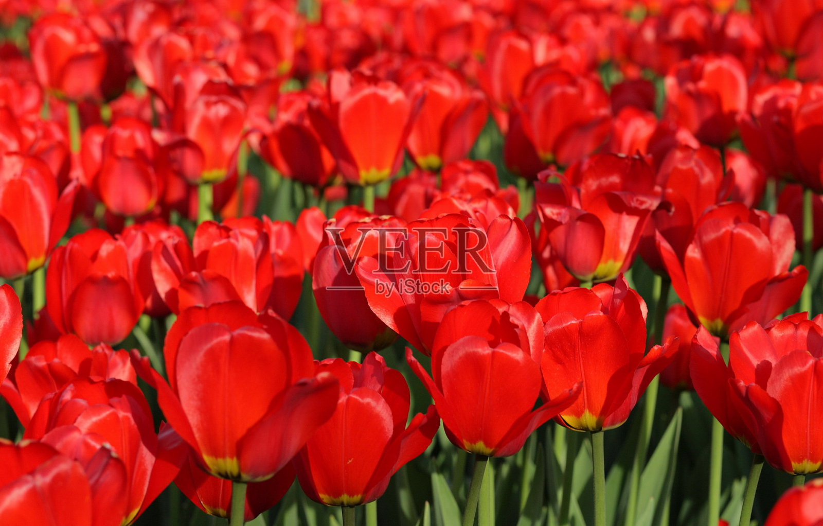 春天的红色郁金香照片摄影图片