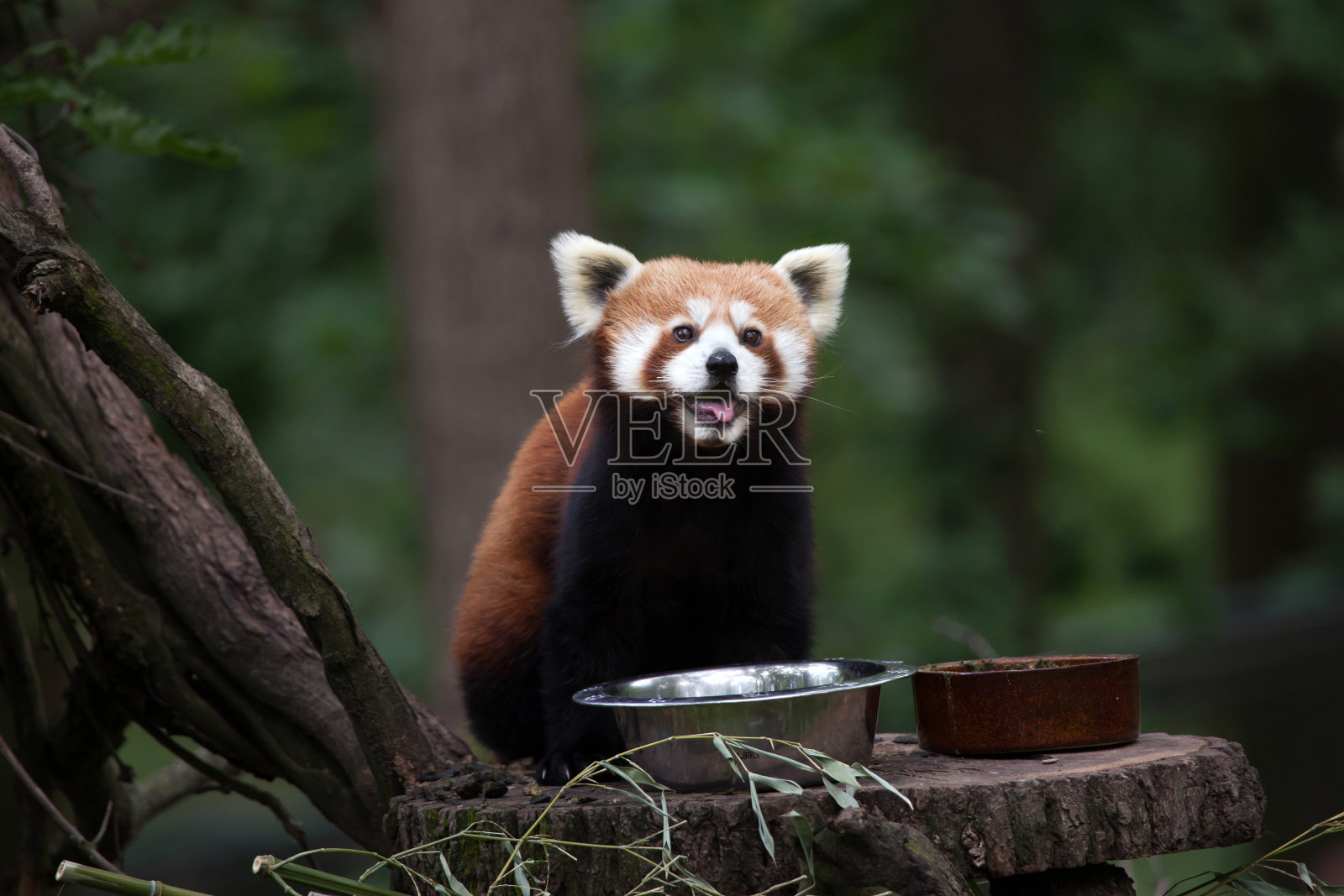 西方小熊猫(小熊猫)照片摄影图片