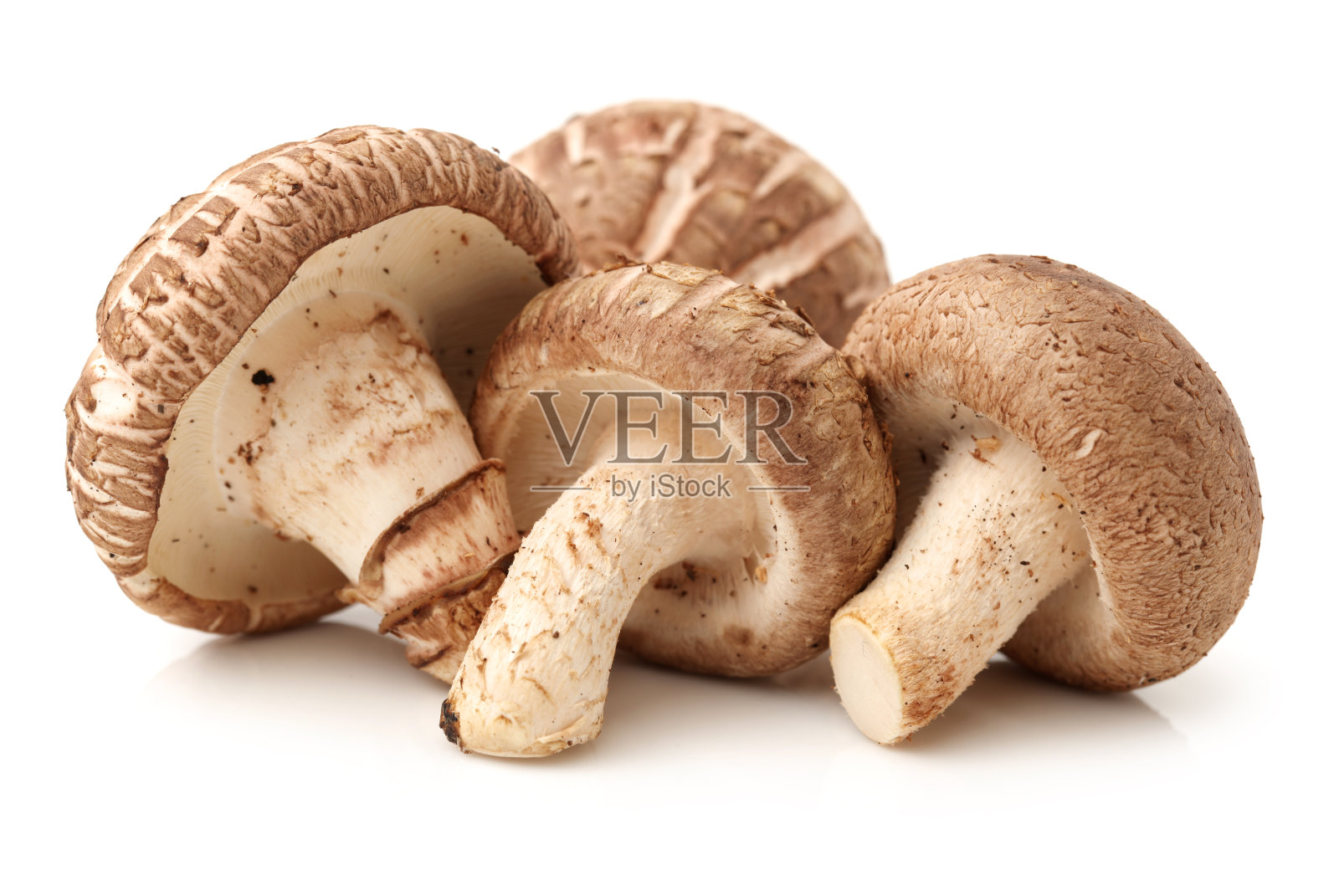 香菇照片摄影图片