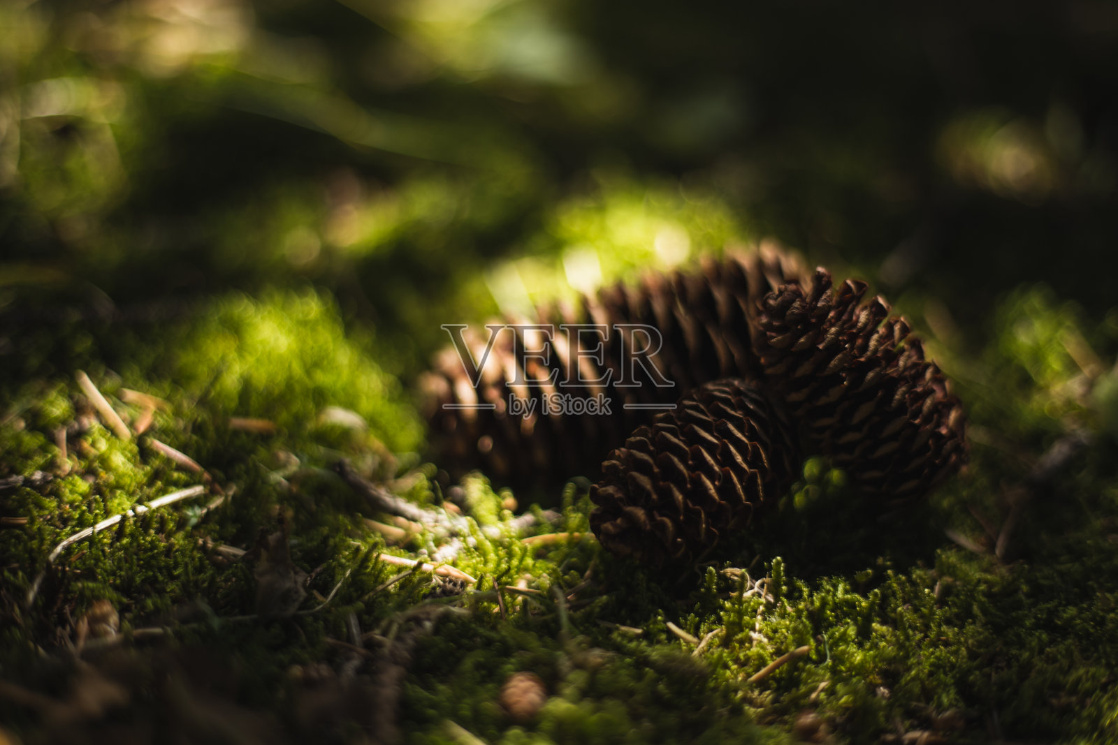 青苔上的松果照片摄影图片