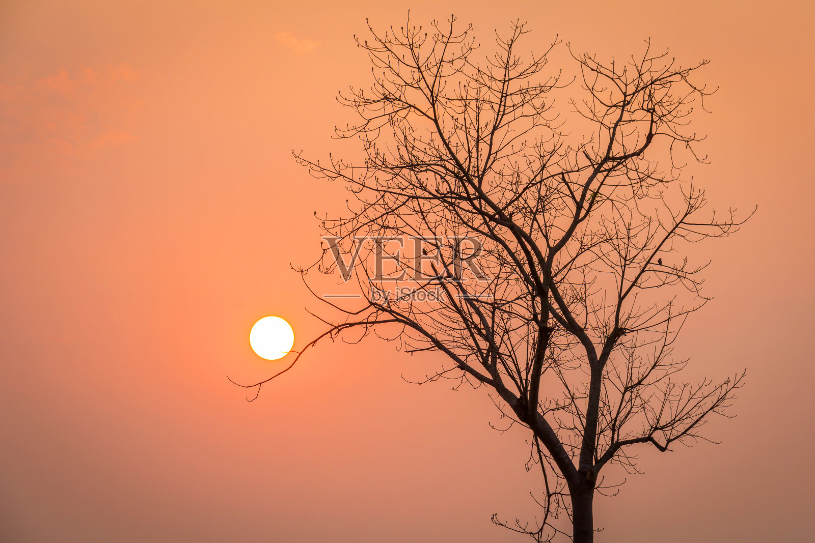 日落用枯树，剪影拍摄照片摄影图片