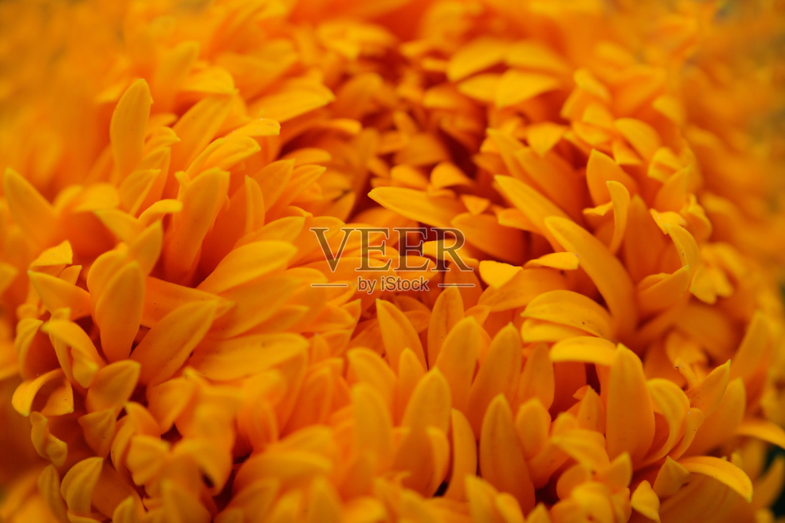 万寿菊(万寿菊，墨西哥万寿菊，阿兹特克万寿菊，非洲万寿菊)照片摄影图片