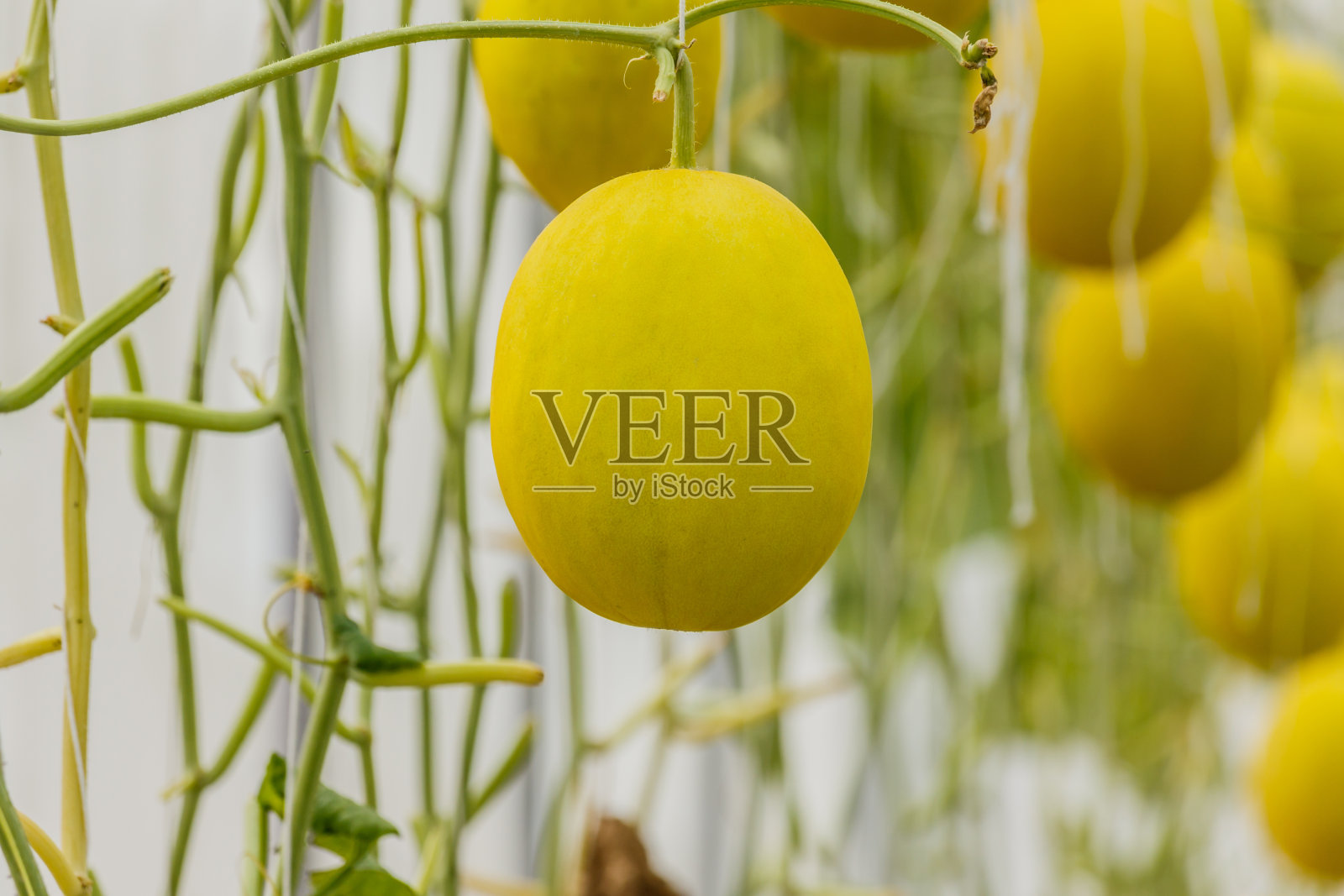 温室里生长的黄色哈密瓜。照片摄影图片