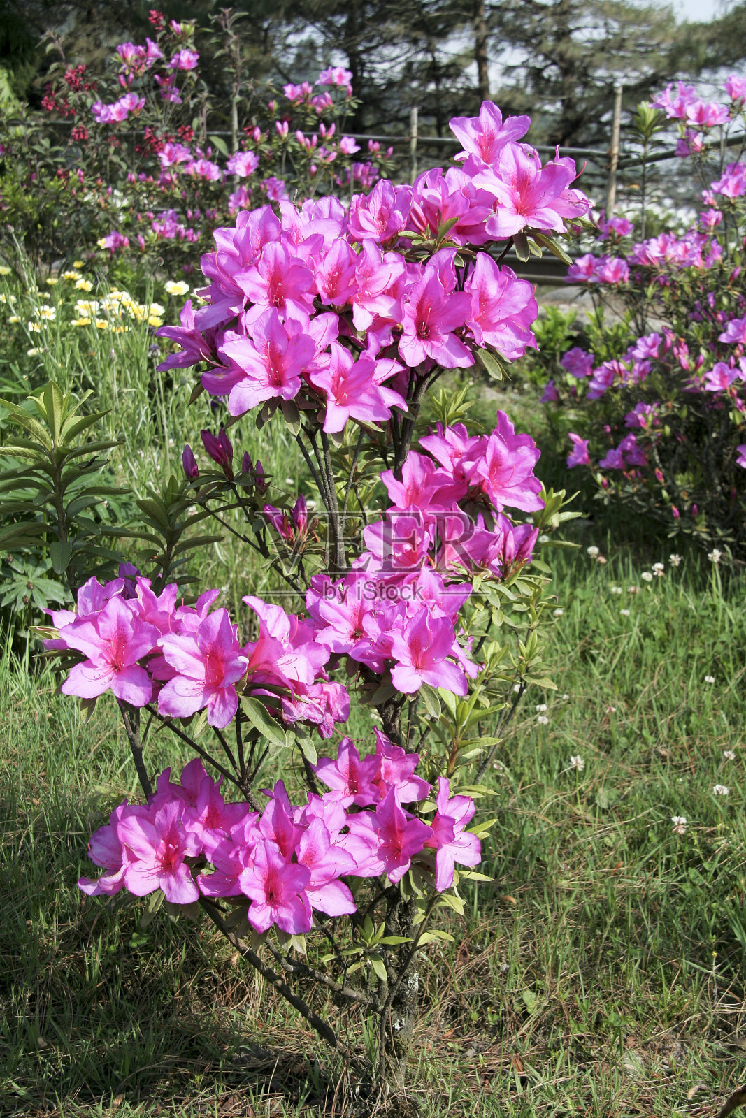 粉红色的到处都是照片摄影图片