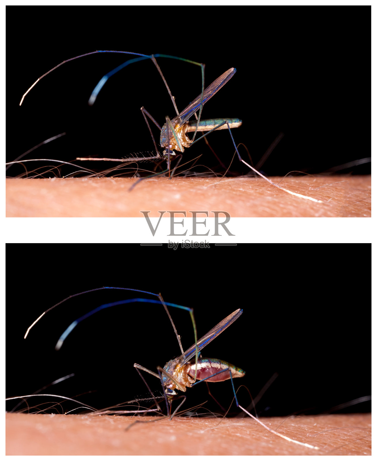 蚊子咬人的皮肤喝人血-前后照片摄影图片