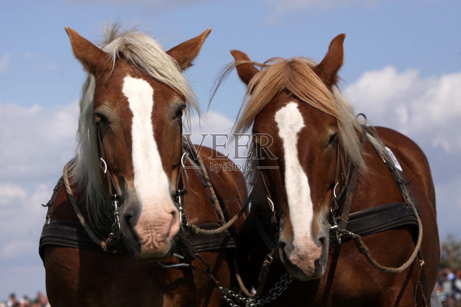 德国冷血照片摄影图片