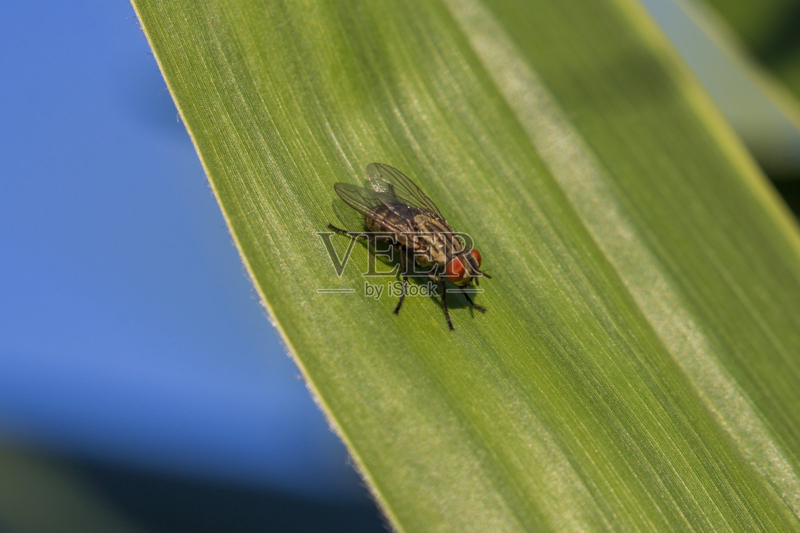 飞照片摄影图片