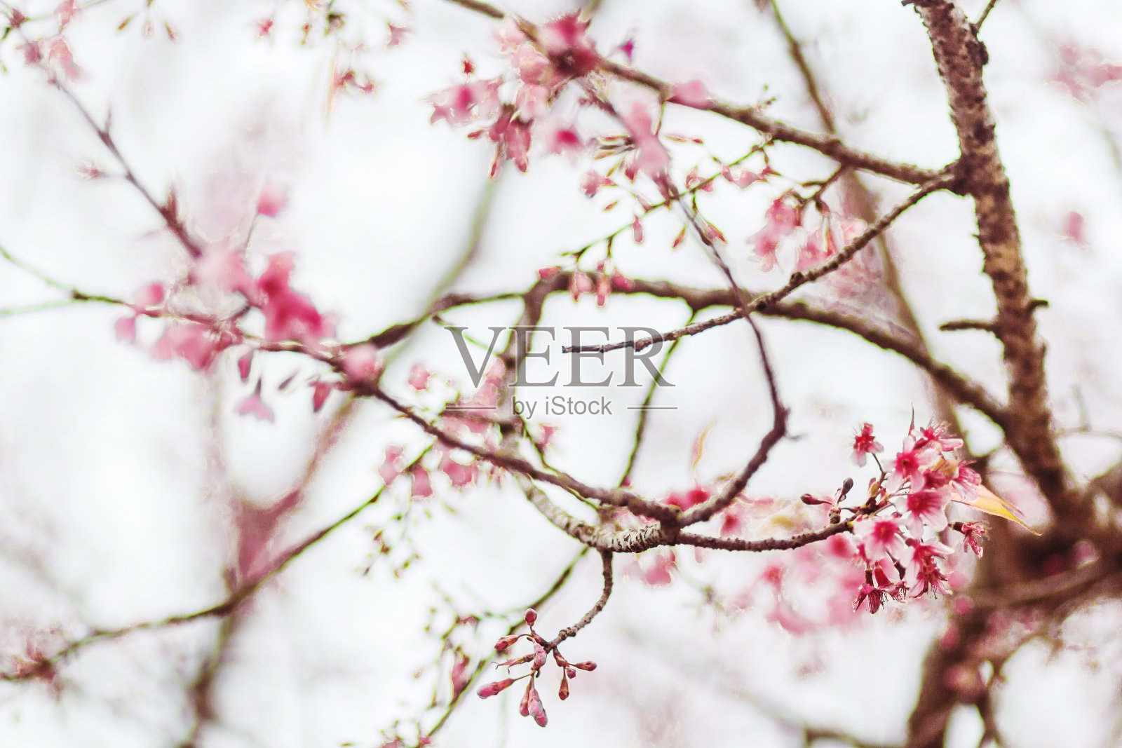 选择性聚焦美丽的樱花照片摄影图片