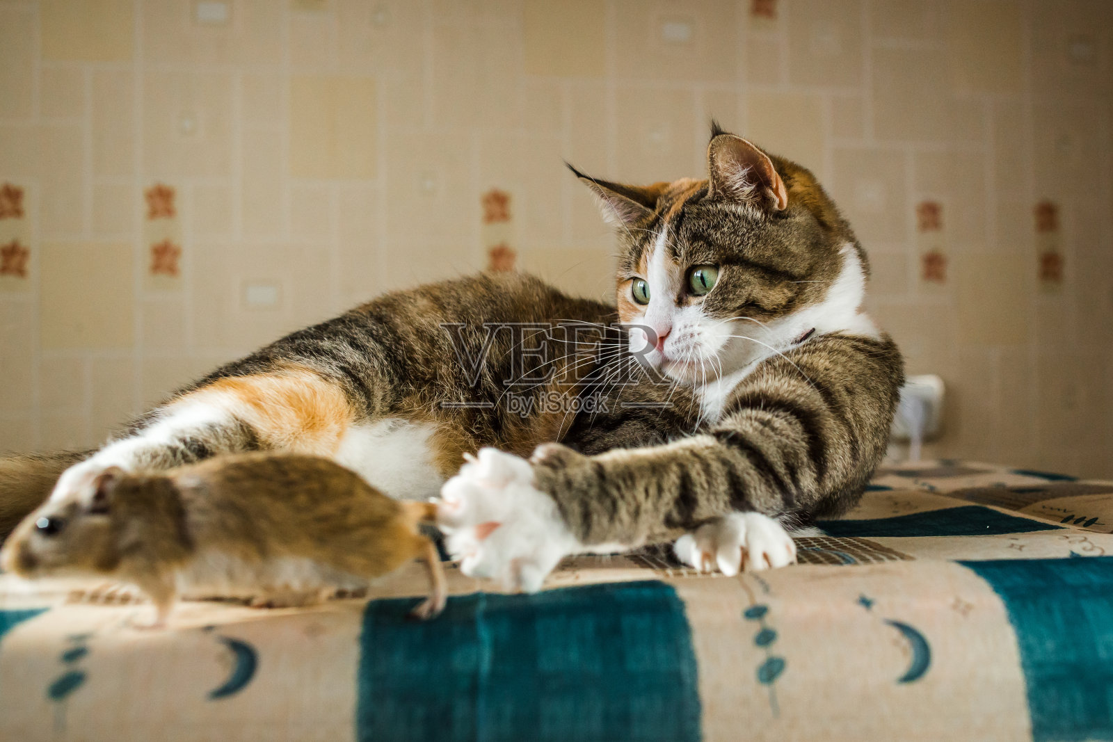 猫和小沙鼠在桌子上玩耍照片摄影图片