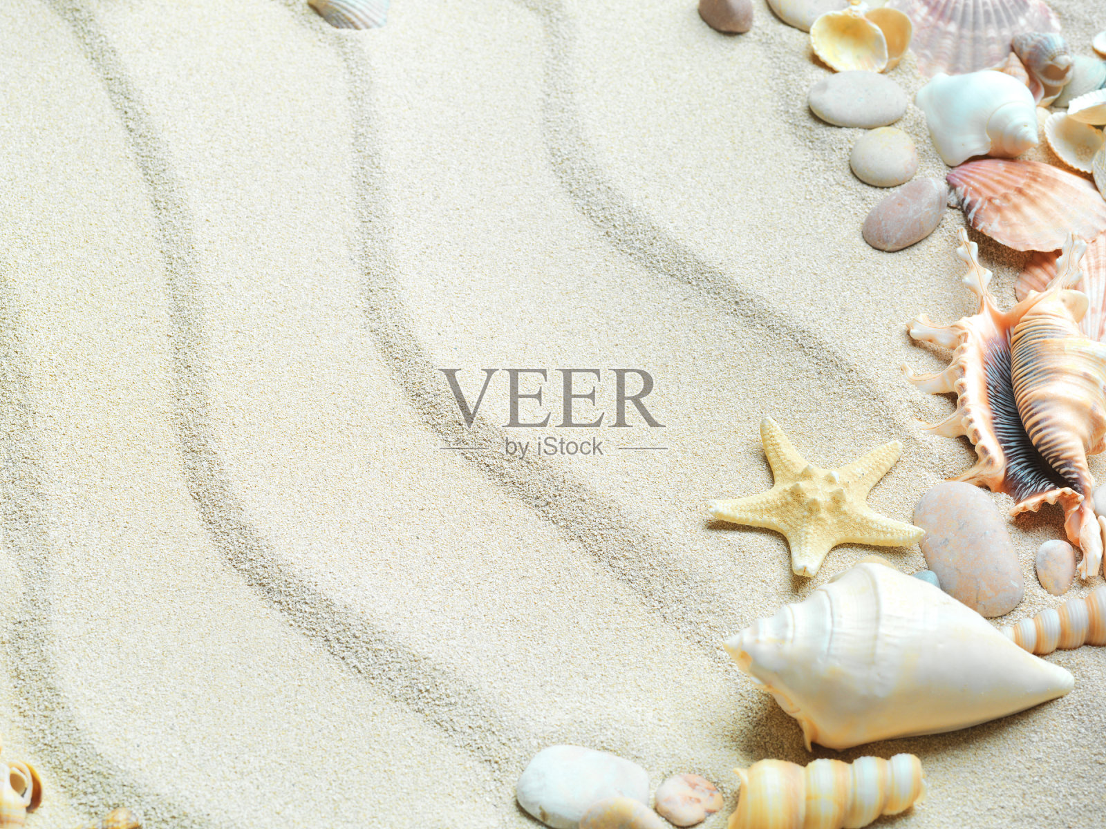 以沙子为背景的海贝壳照片摄影图片