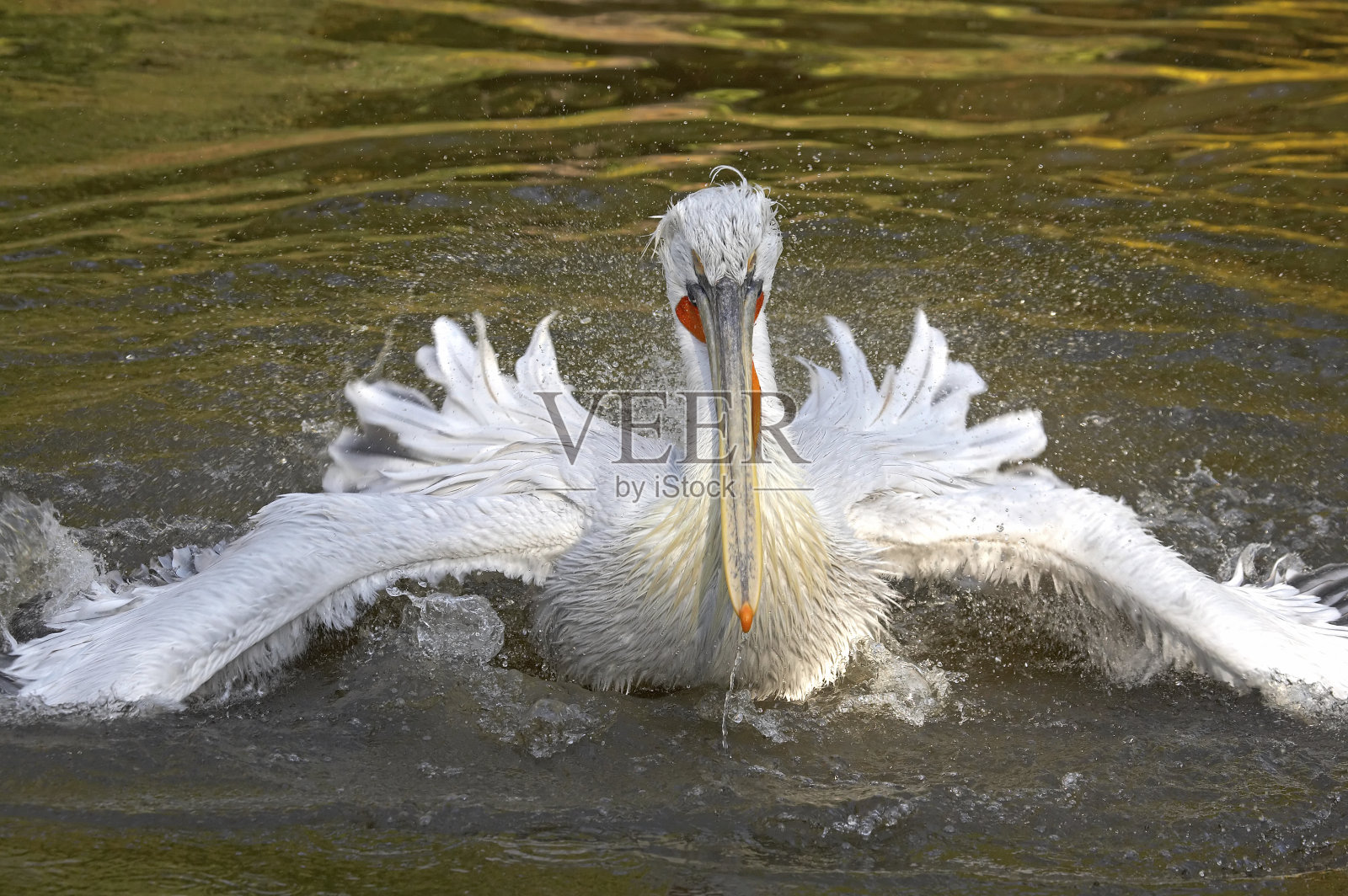 冠毛犬鹈鹕照片摄影图片