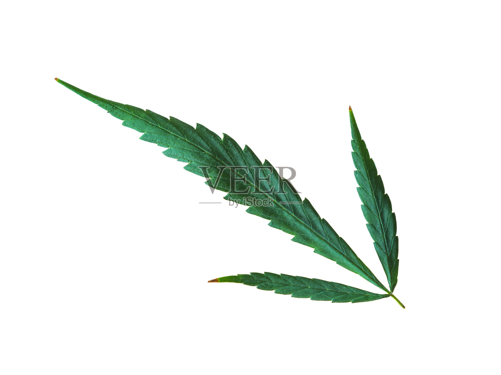 Canabis叶照片摄影图片