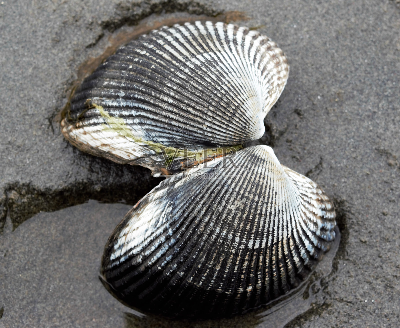 破碎的贝壳照片摄影图片