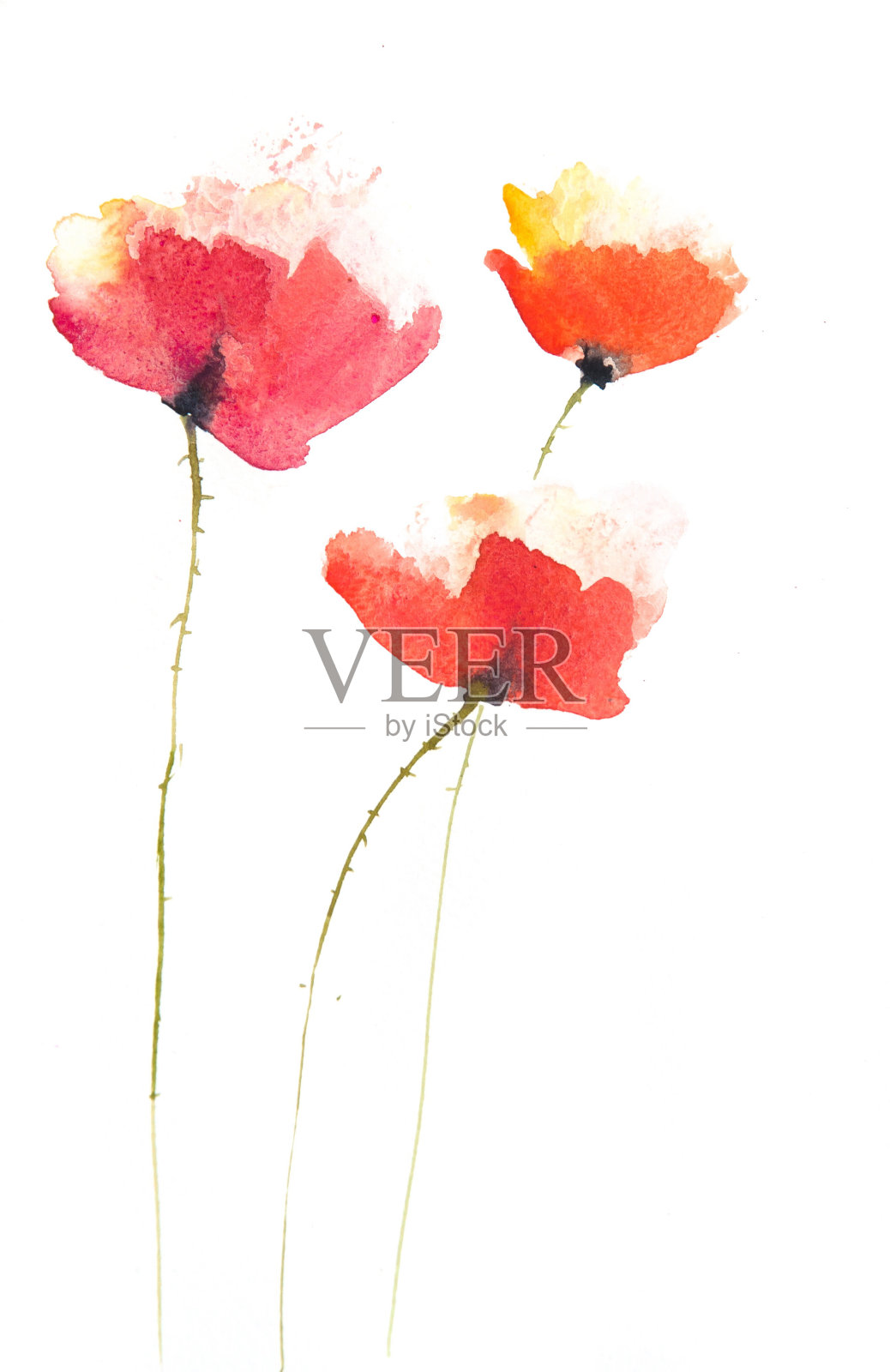 红色罂粟花插画图片素材