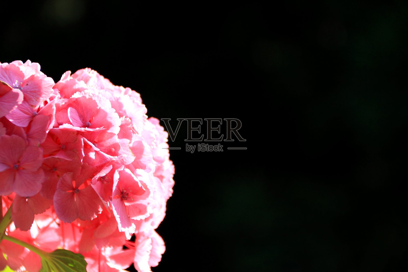 绣球花盛开，在夕阳下闪闪发光照片摄影图片