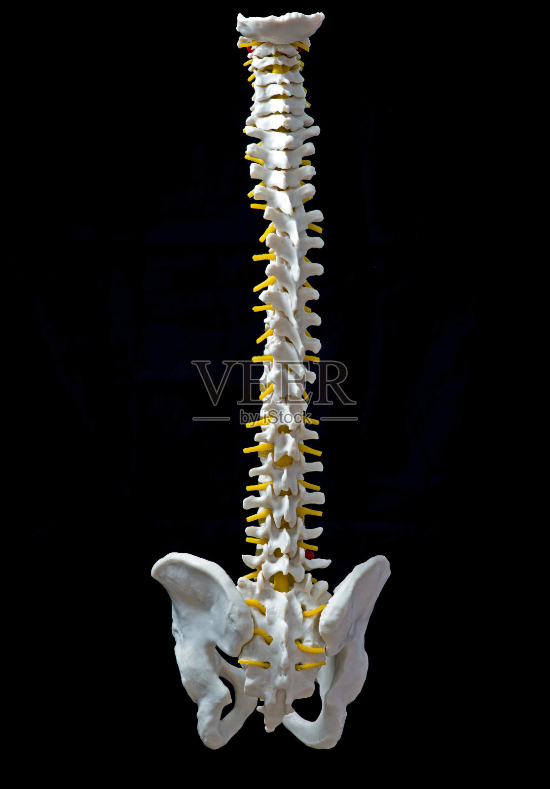 人体脊椎的塑料模型照片摄影图片