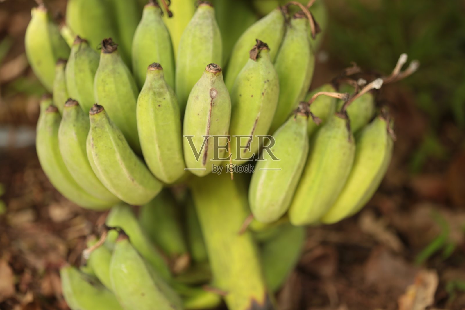 绿色香蕉照片摄影图片