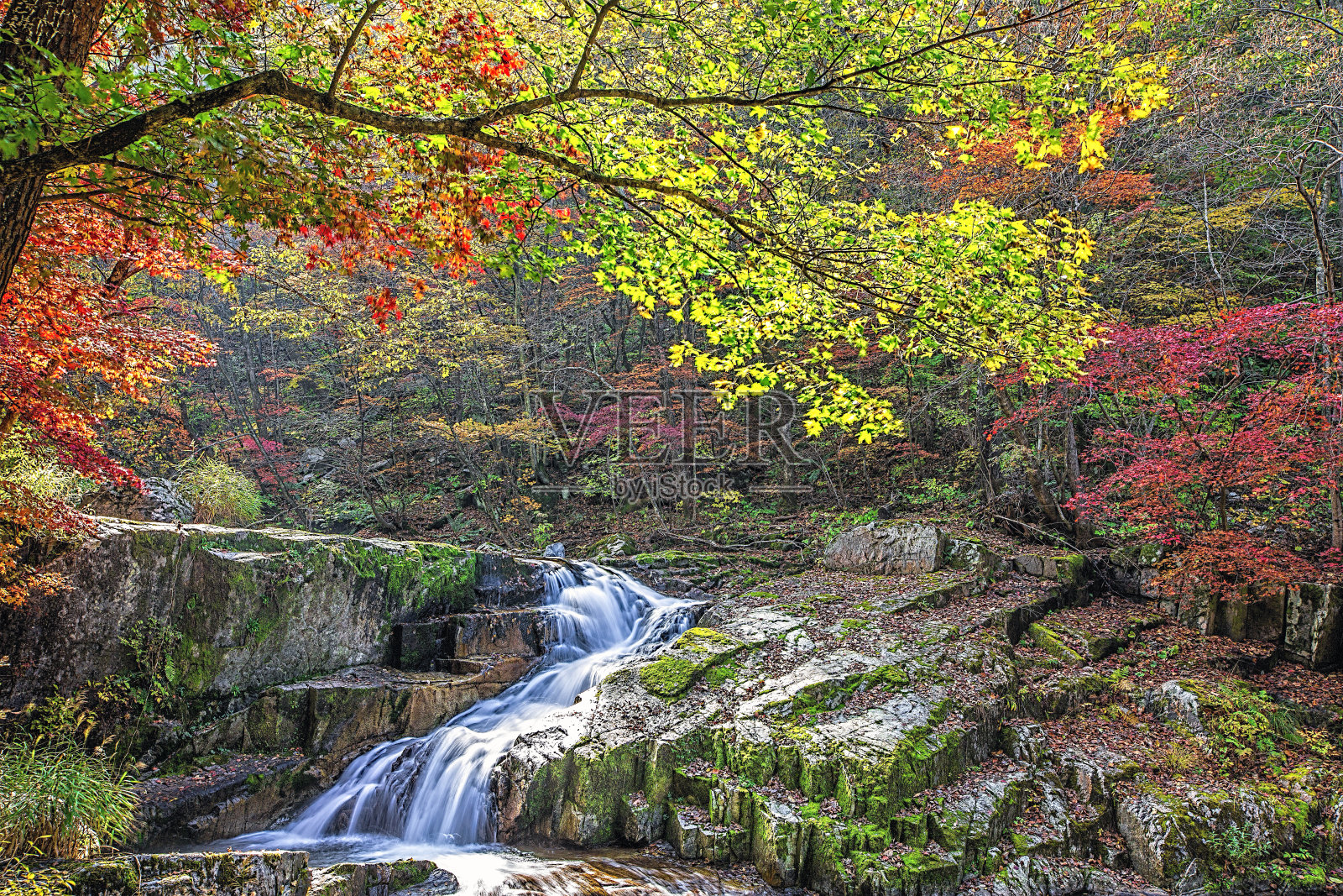 森林在秋天照片摄影图片