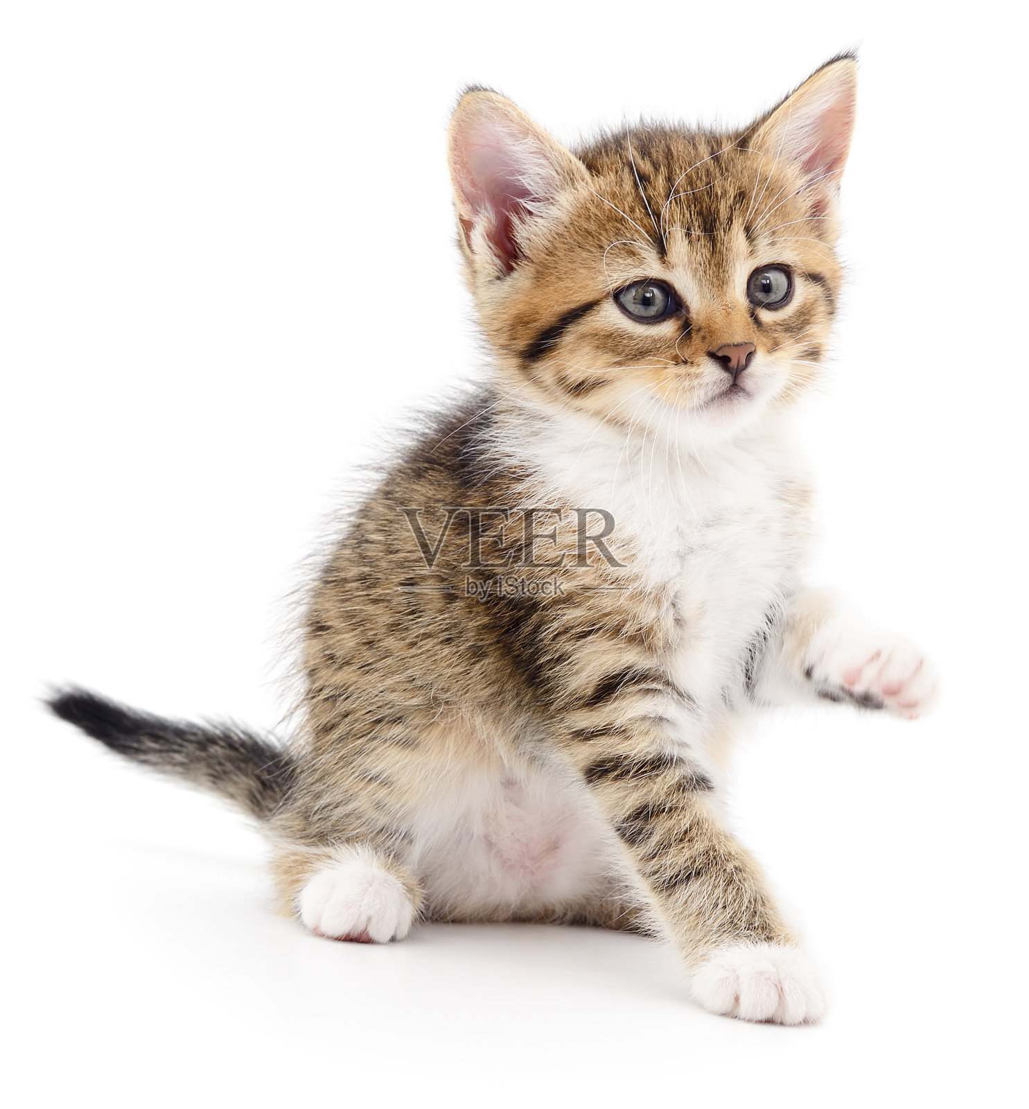 白色背景上的小猫。照片摄影图片