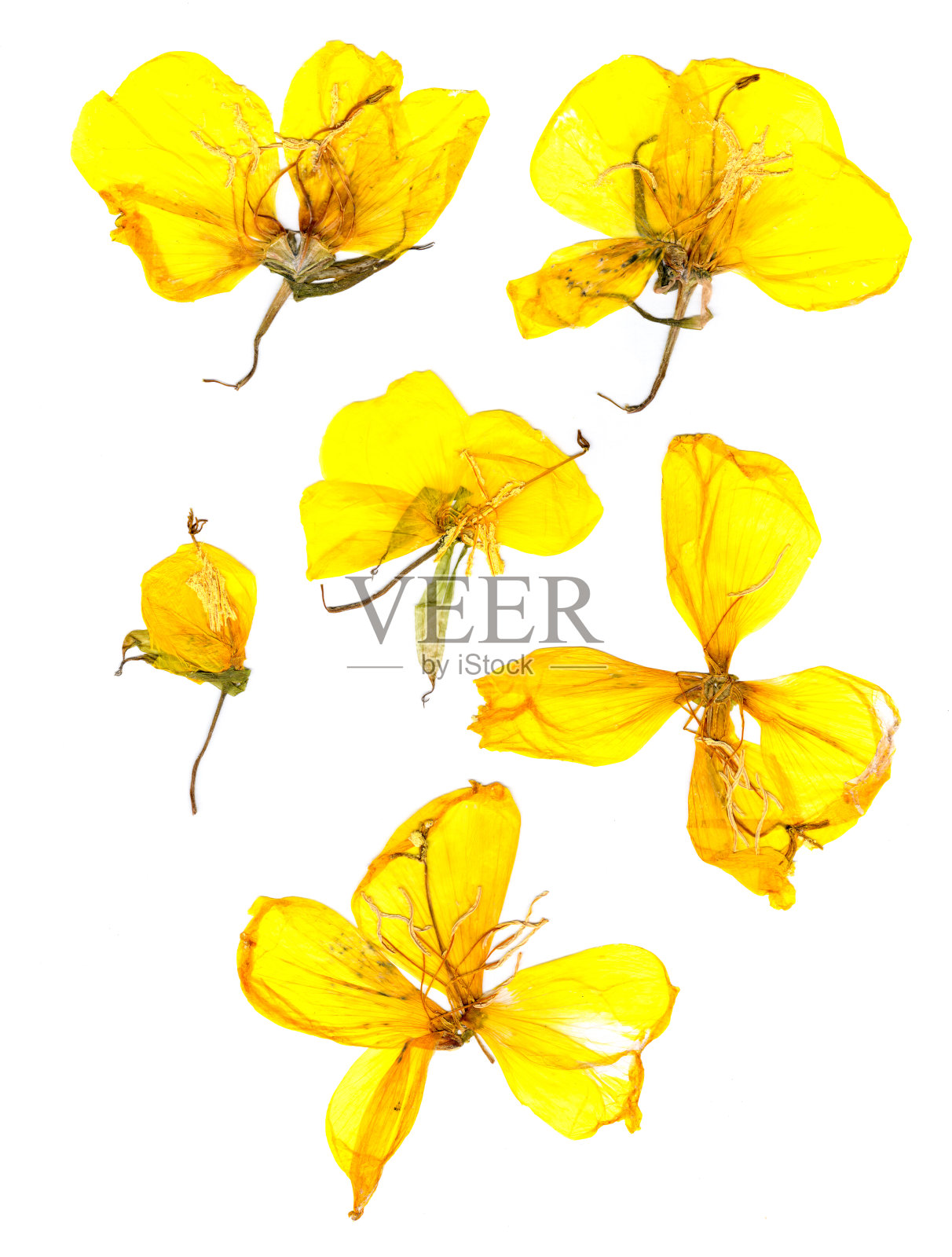 透明干压黄荆芥照片摄影图片