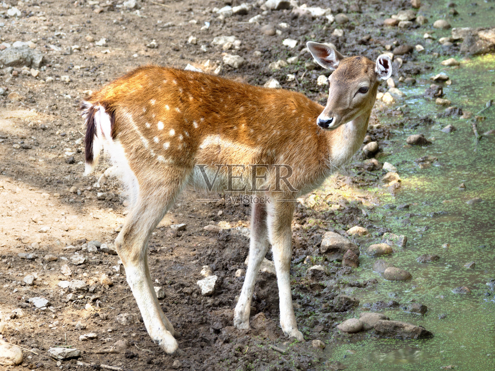 马鹿后照片摄影图片