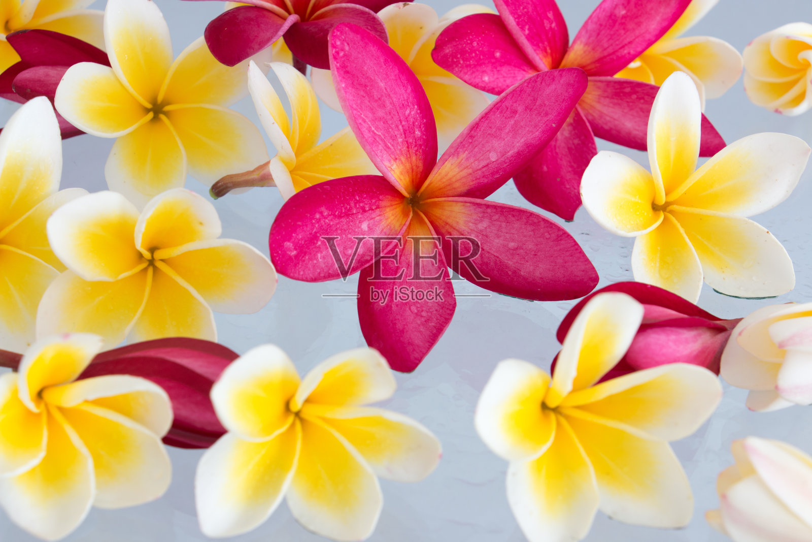 Plumeria热带照片摄影图片