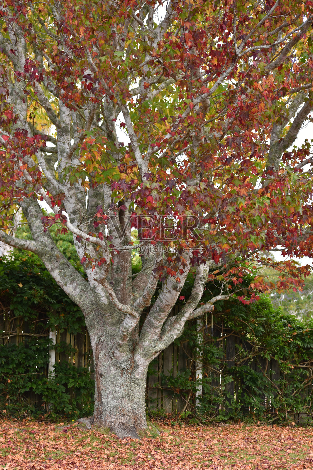 新西兰的冬天照片摄影图片