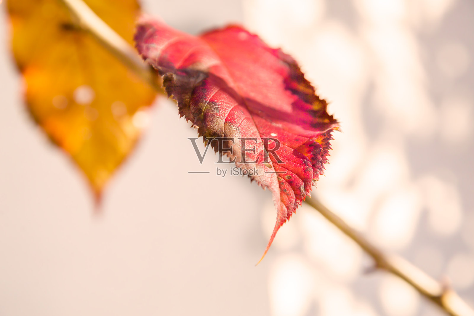 秋天的落叶照片摄影图片