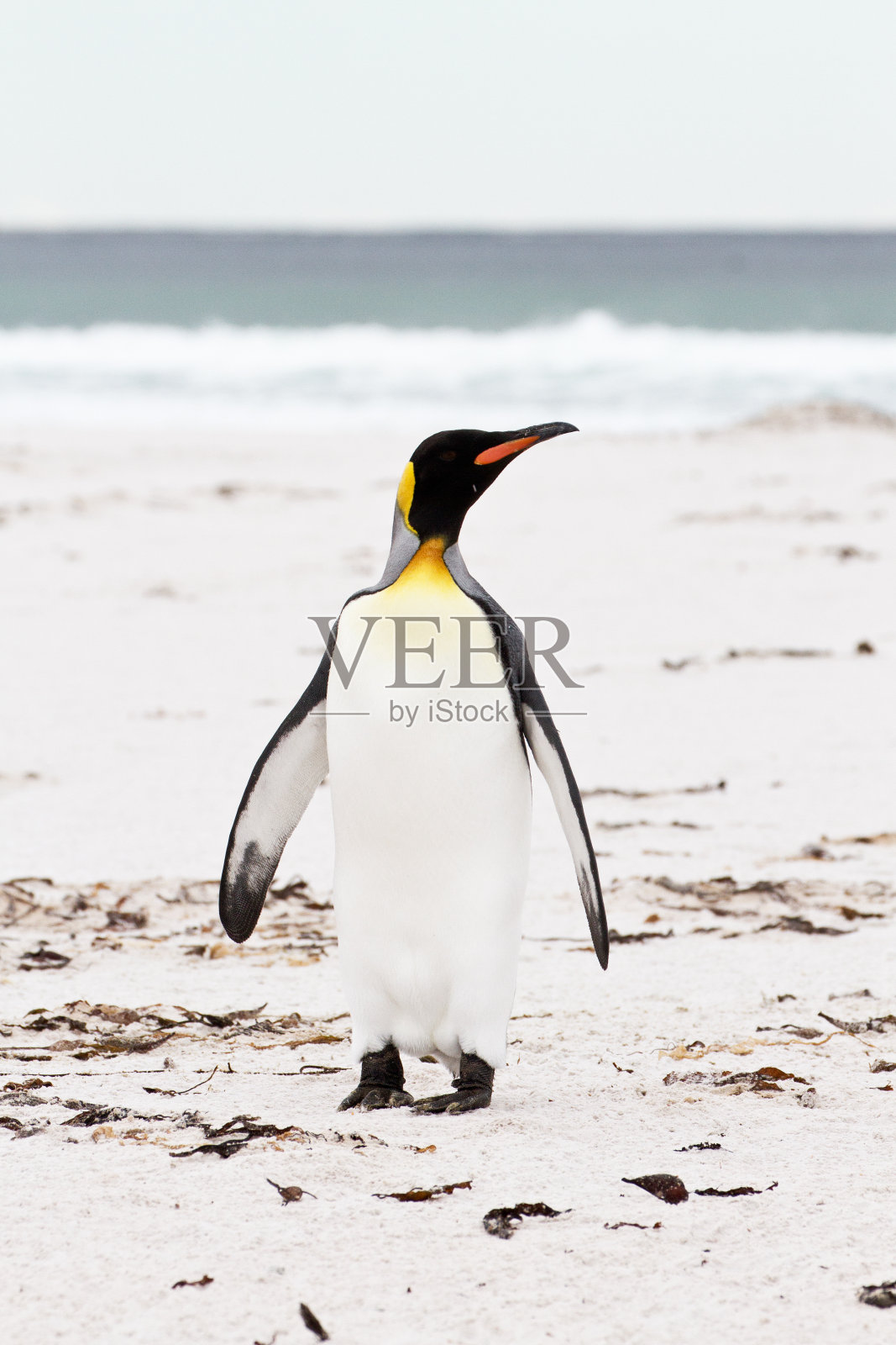 帝企鹅，福克兰群岛照片摄影图片