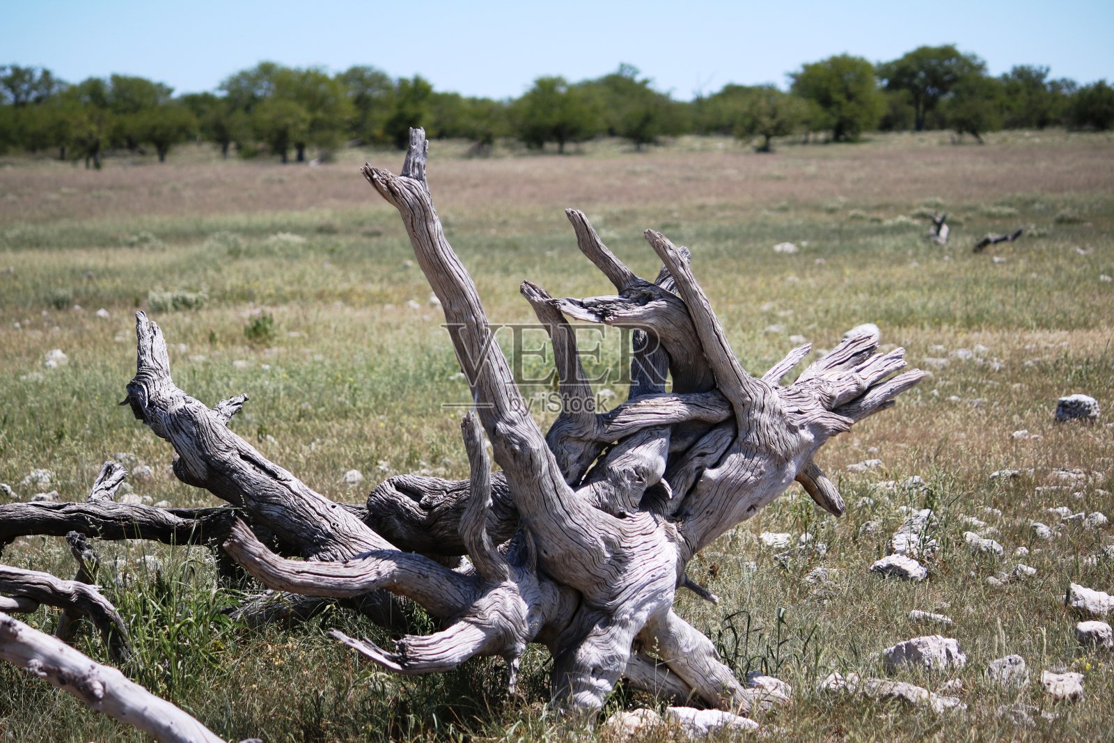 非洲纳米比亚的干旱照片摄影图片