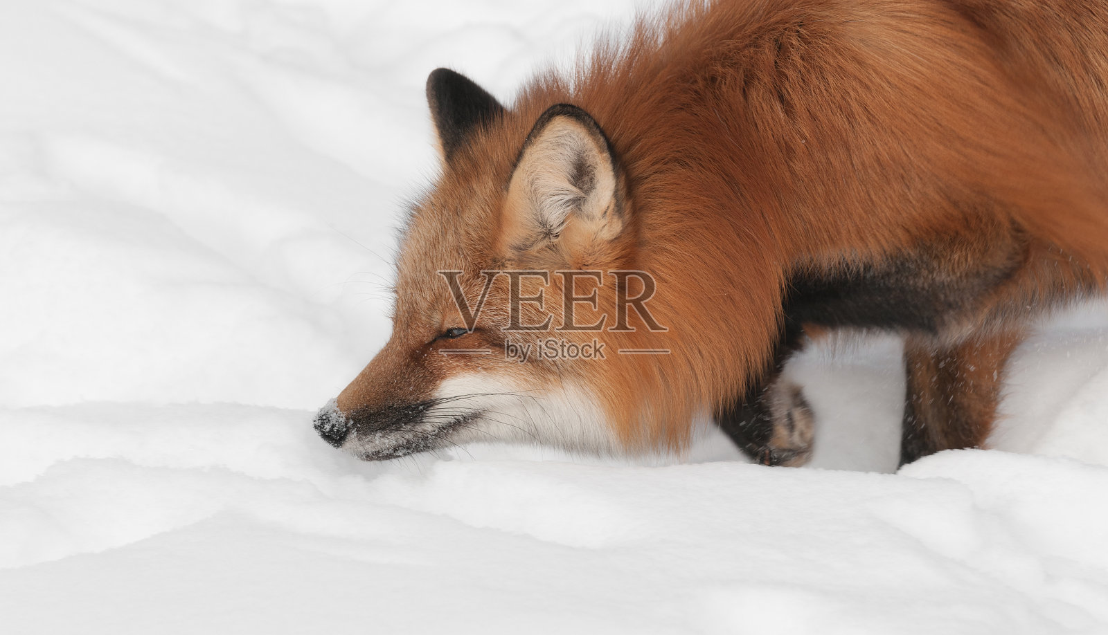 红狐狸徘徊照片摄影图片