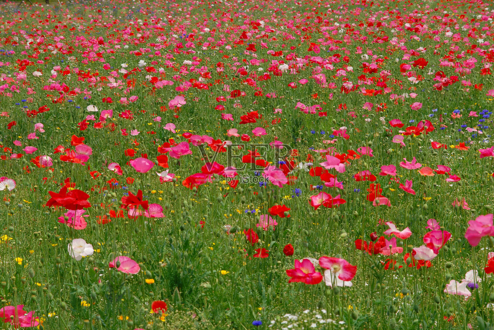 罂粟花园照片摄影图片