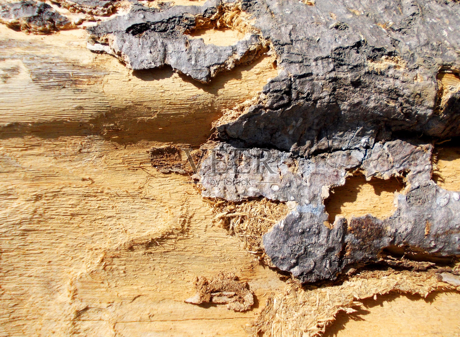 树皮纹理背景照片摄影图片