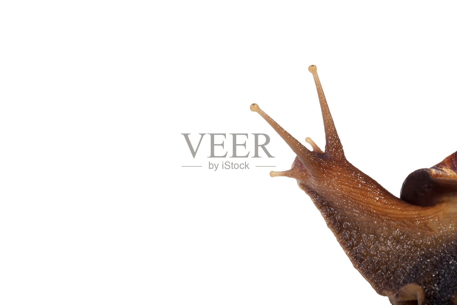 孤立在白色背景上的花园蜗牛照片摄影图片