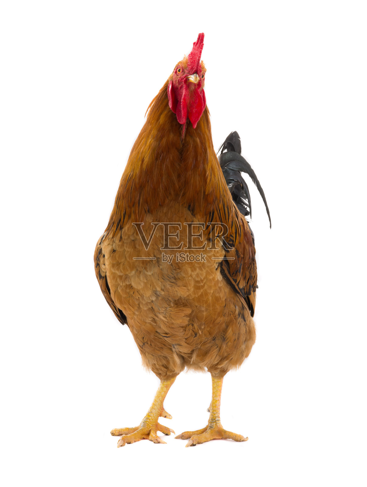 公鸡照片摄影图片