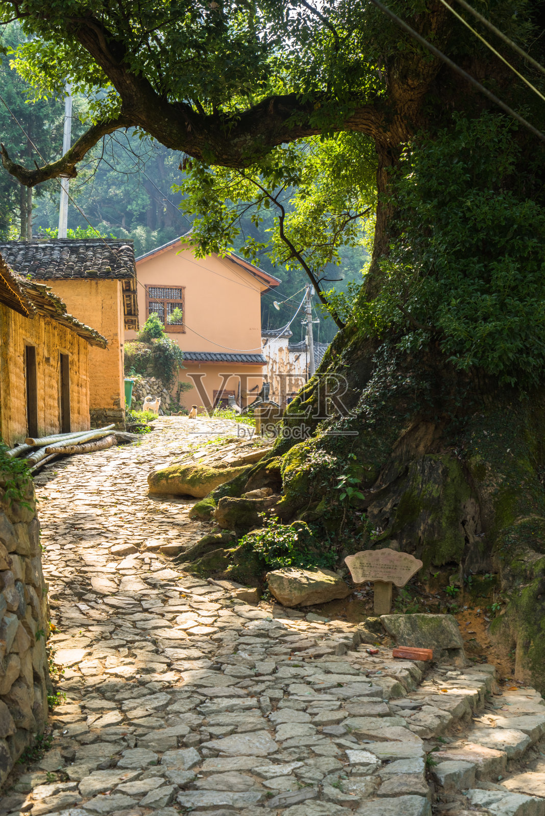 大榕树在中国的村庄照片摄影图片