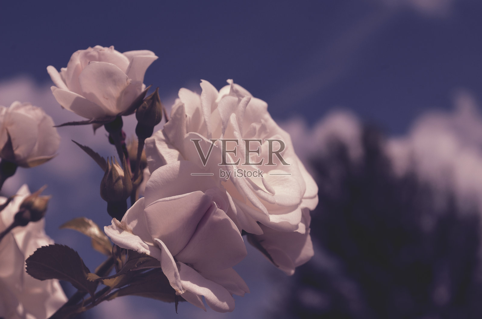 夏花照片摄影图片