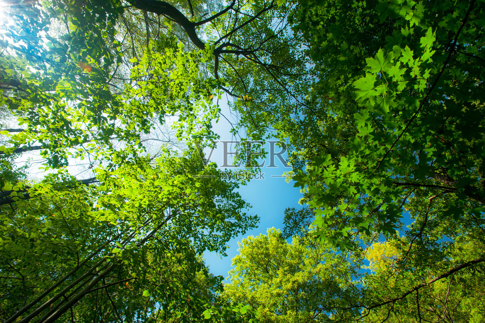 秋天的树叶和森林里的色彩照片摄影图片