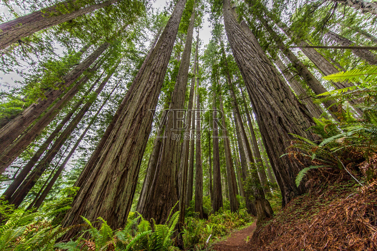 美丽的巨树，仰视角度，红杉树照片摄影图片